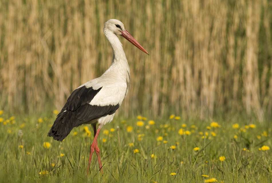 Storch
