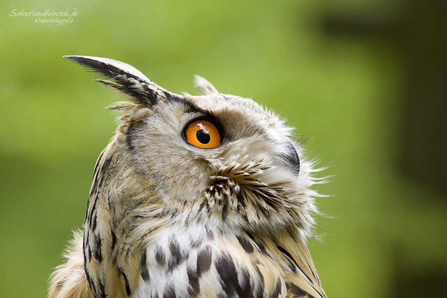 Sibirischer Uhu - Bubo bubo sibiricus