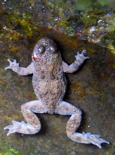 Frosch  im Wasser