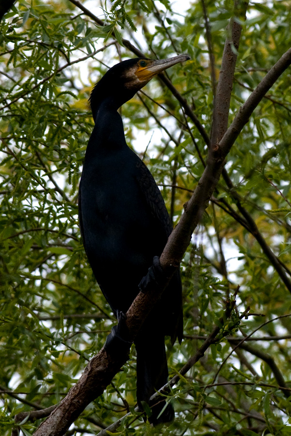 Kormoran