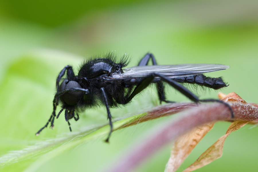 Märzfliege (Bibio marci), Männchen