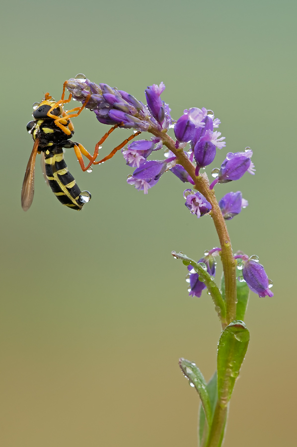 Schwebefliege