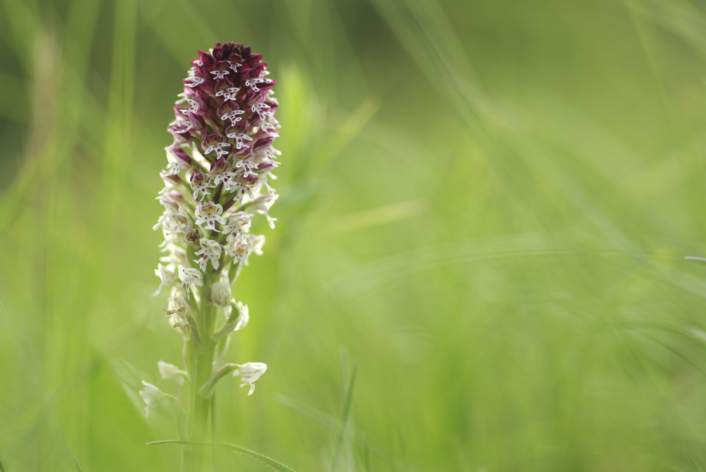 Am Orchideenhang
