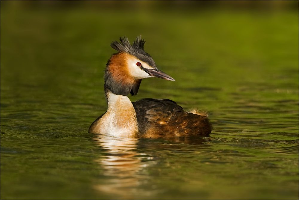 Taucher im Abendlicht