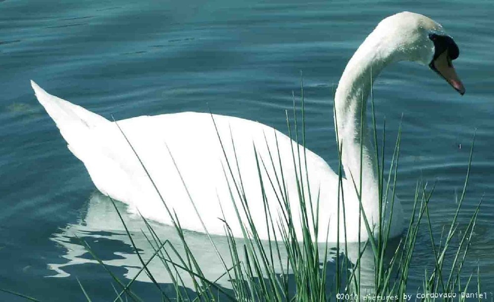 Höckerschwan im See