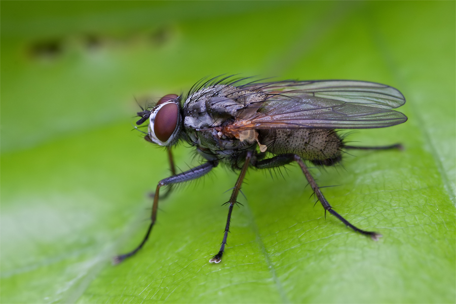 unbekannte Fliege