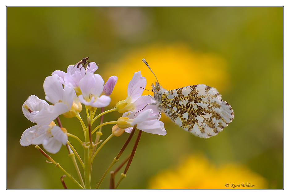 Sonnengold und Wiesenbunt