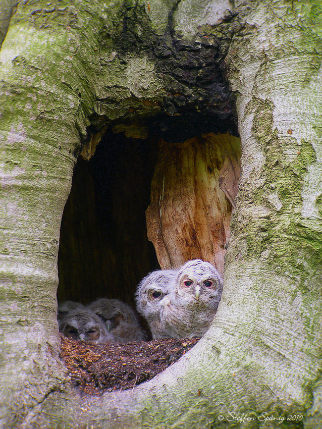 Junge Waldkäuze (Strix aluco)