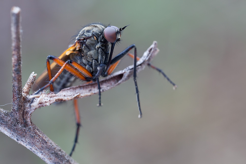 Empis tesselatta