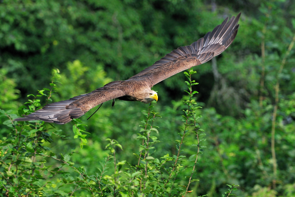 Seeadler