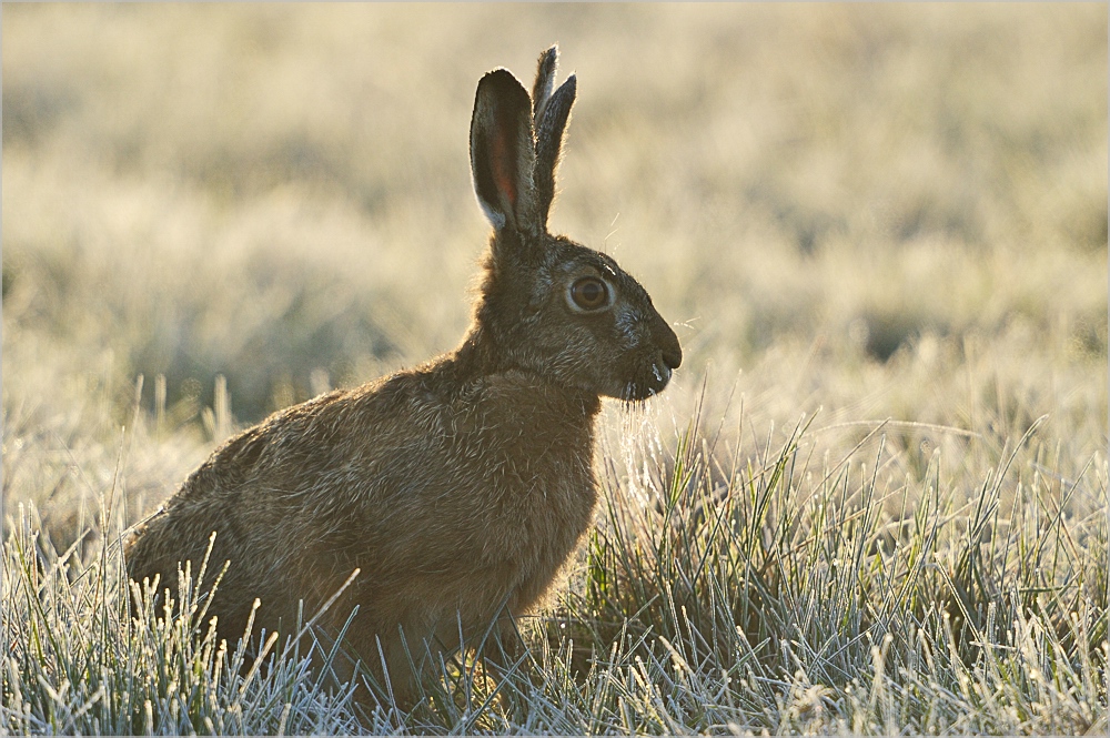 Drei-Ohr-Hase