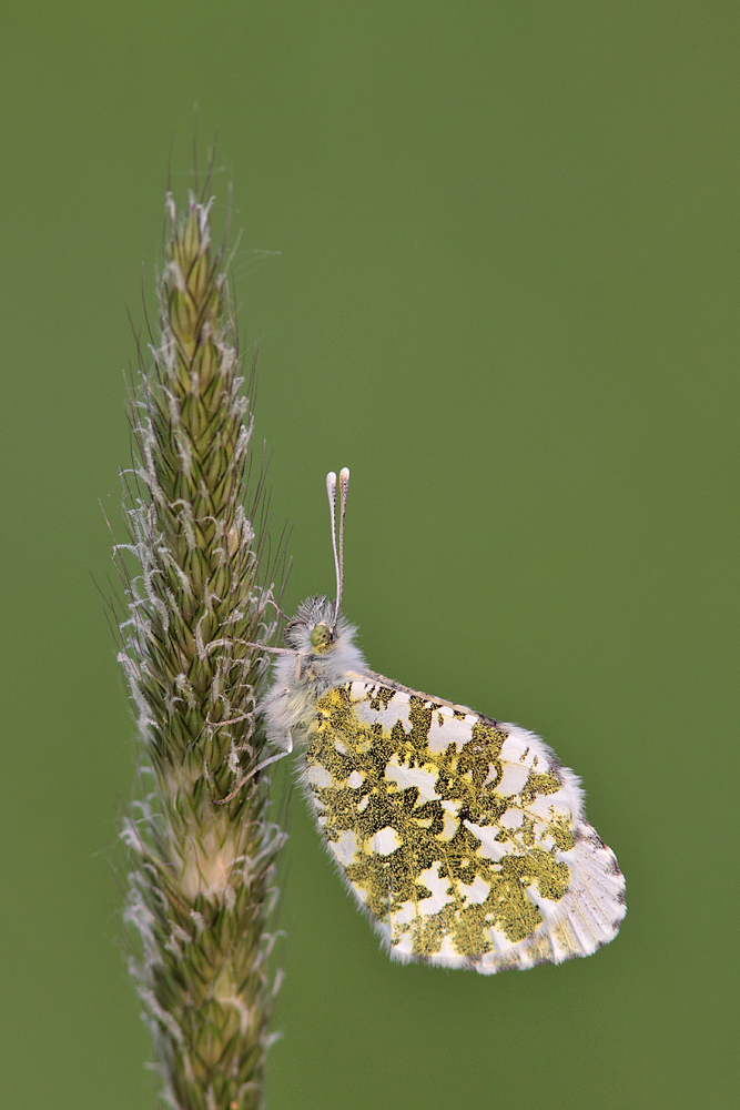 Aurorafalter (Weibchen)