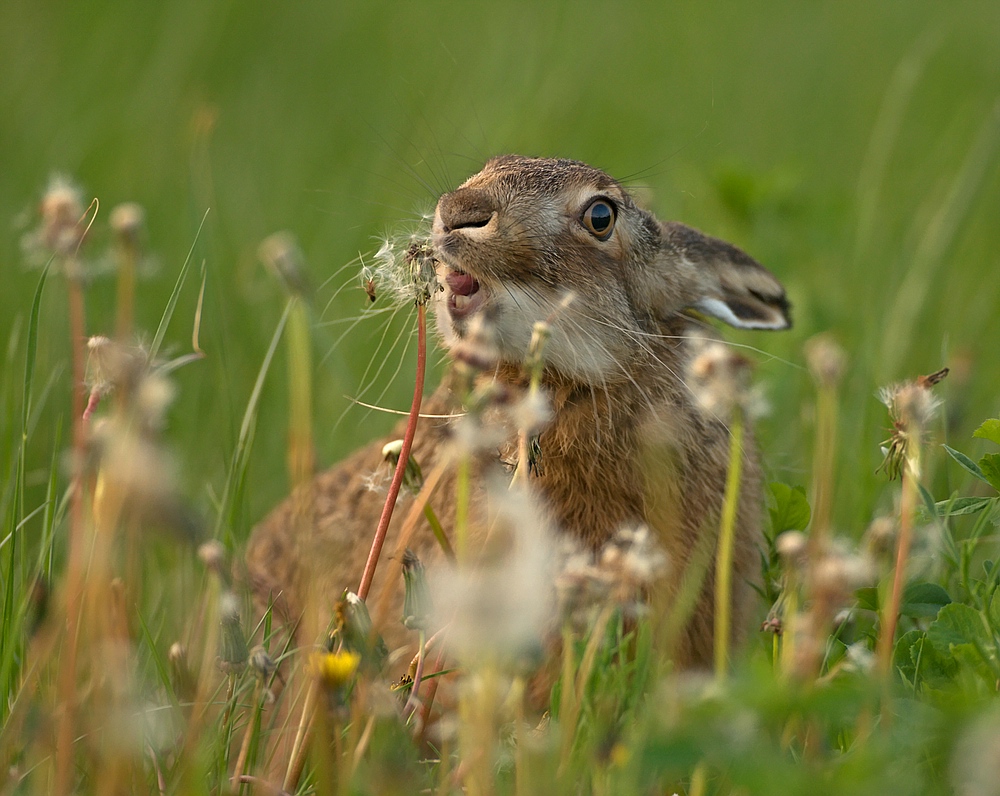 "Pusteblume"