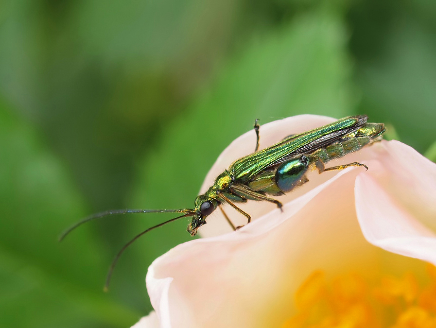 Oedemera nobilis / Grüner Scheinbockkäfer