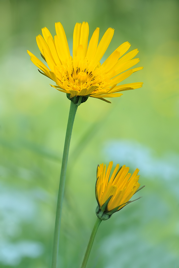 Wiesen-Bocksbart (Tragopogon pratensis)
