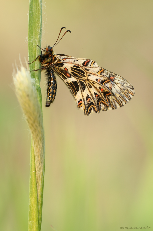 Osterluzeifalter (Zerynthia polyxena)