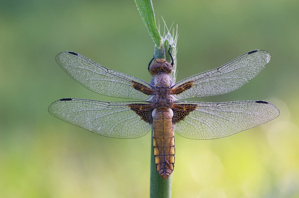 Plattbauch (Libellula depressa)