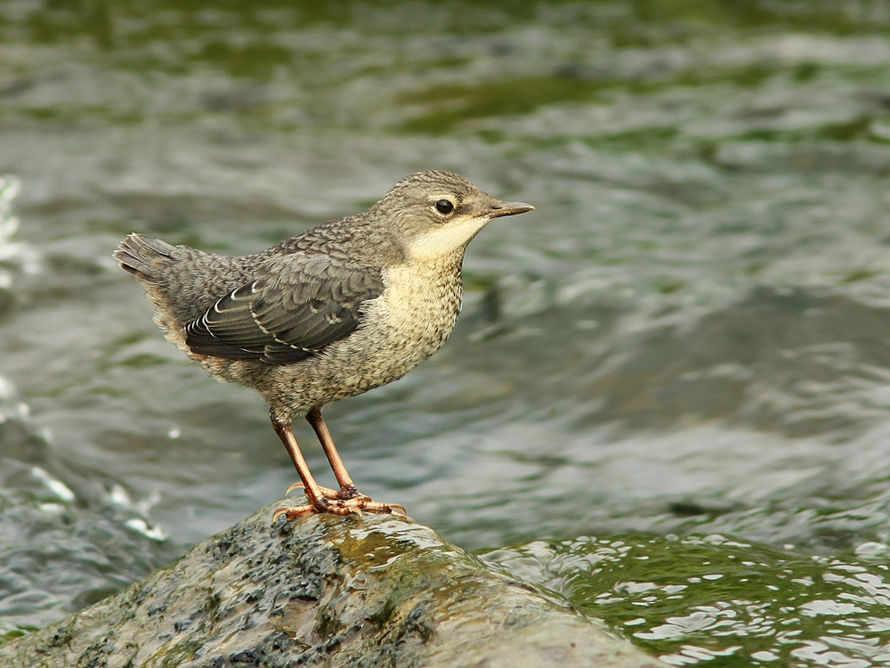 Wasseramsel