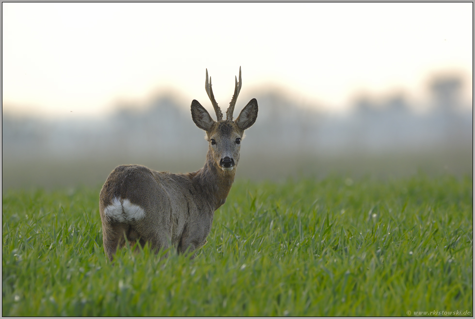 frühmorgens... Rehbock *Capreolus capreolus*