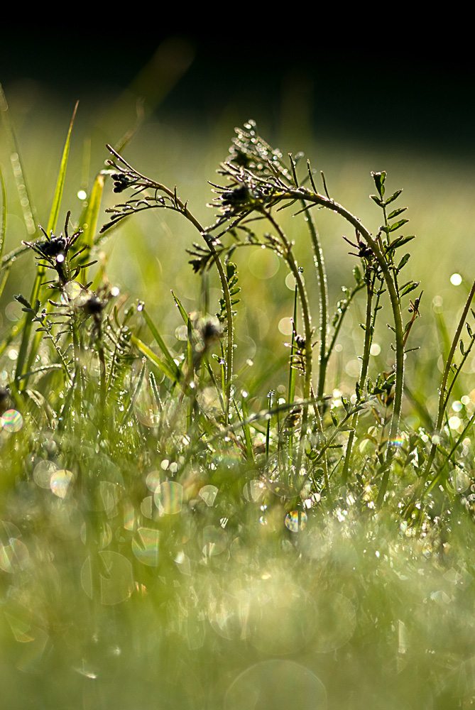 Gras im Morgentau