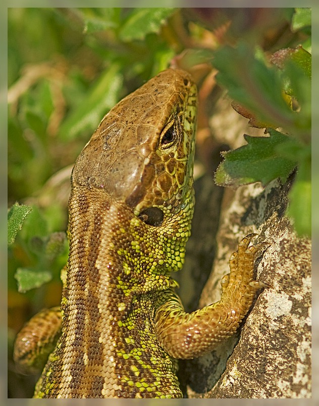 Zauneidechse, Lacerta agilis