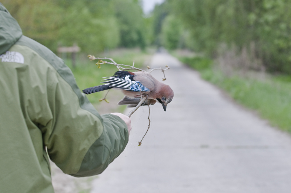  - image::Annette_Funk_-_Hilsdorf_glandarius_garrulus_eichelhaeher_angelschnur