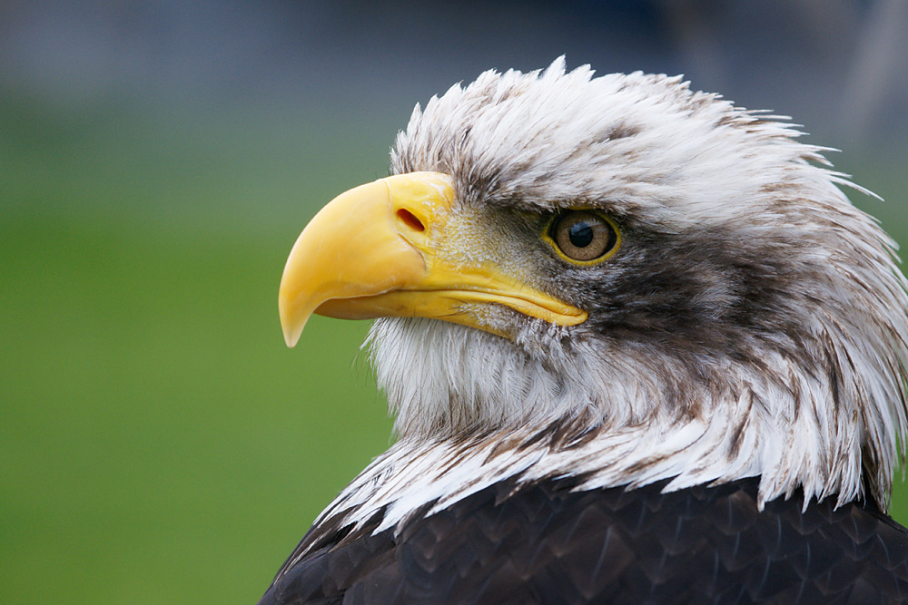 junger Weisskopfseeadler