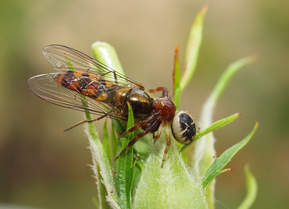 Krabbenspinne mit  Schwebefliege...