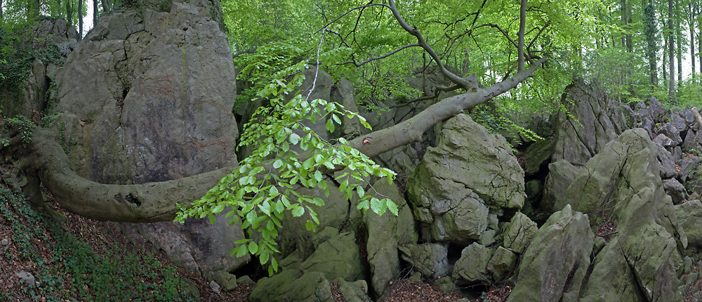Waagerechter Baum in Felslandschaft