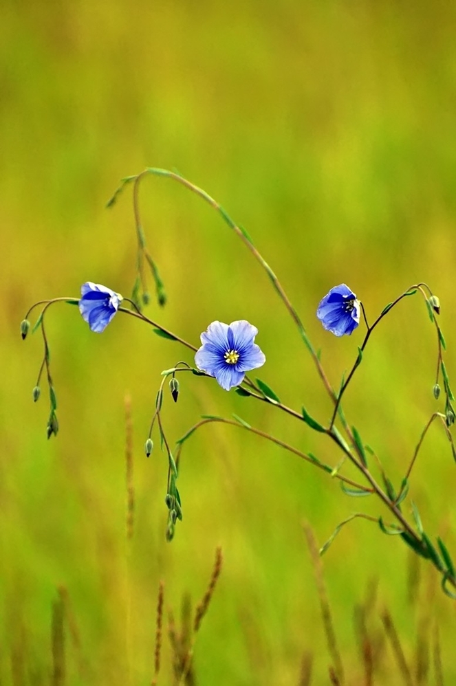 Österreichischer Lein 1