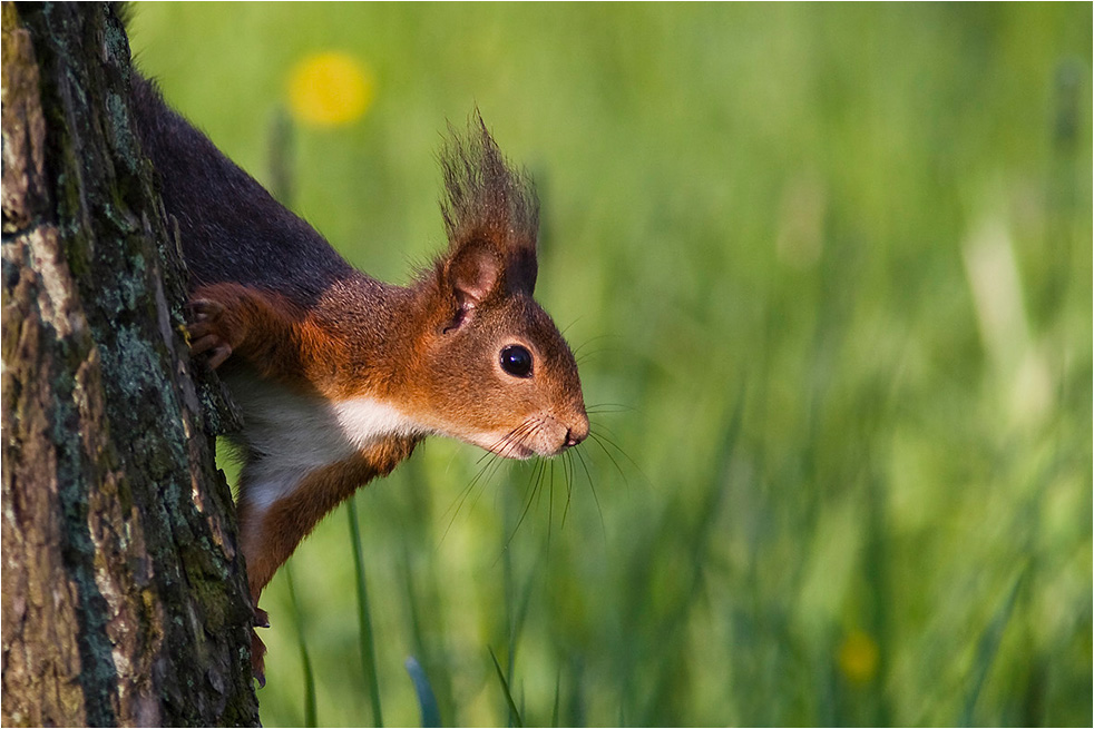 Eichhörnchen