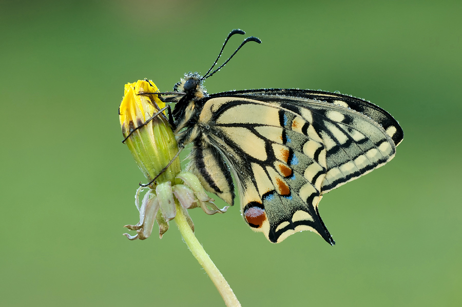Winke winke (Forum für Naturfotografen)
