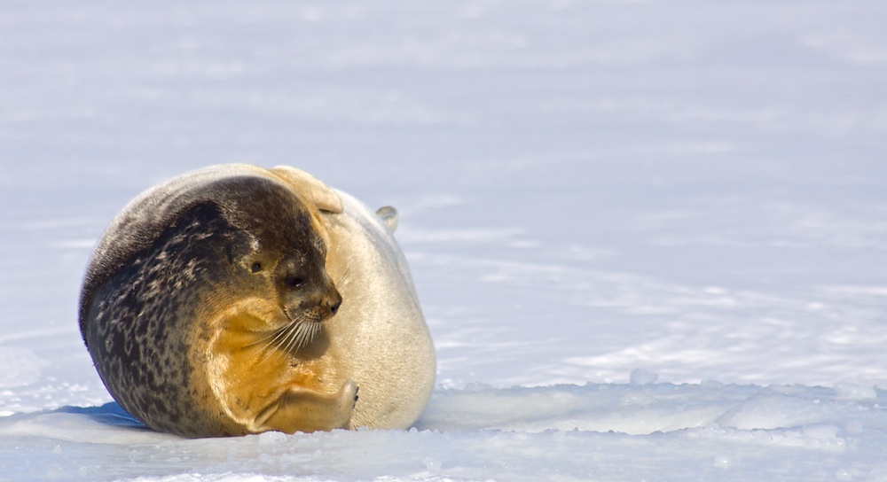 Ringelrobbe (Phoca hispida)