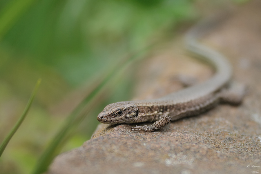 Podarcis muralis