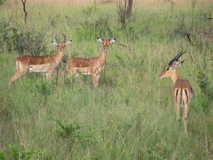 Impalas