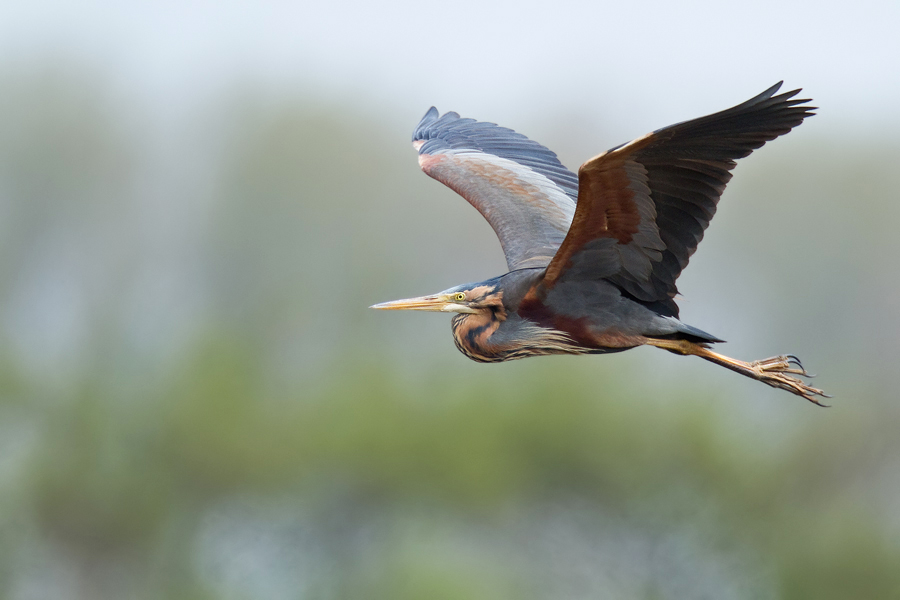 Purpurreiher (Ardea purpurea) im Flug I