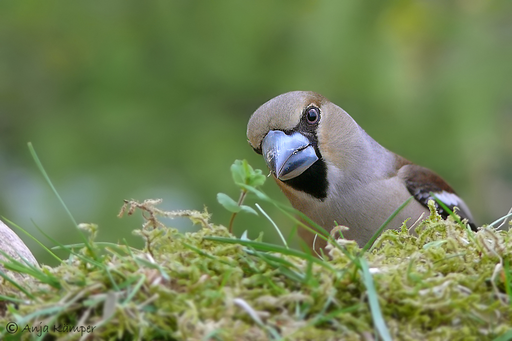 ...Kernbeisser-Portrait....