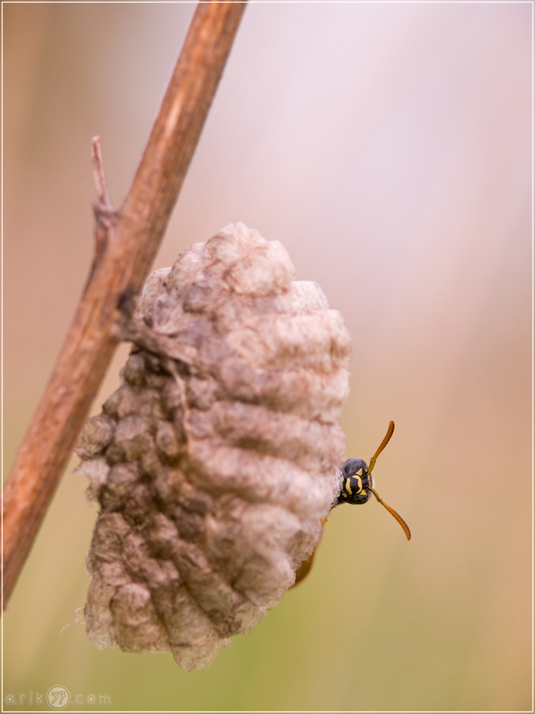 Französische Feldwespe - Polistes dominulus