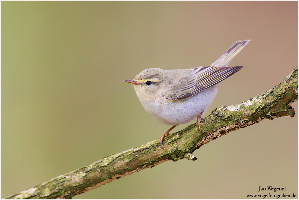 Waldlaubsänger (Phylloscopus sibilatrix) Wood Warbler