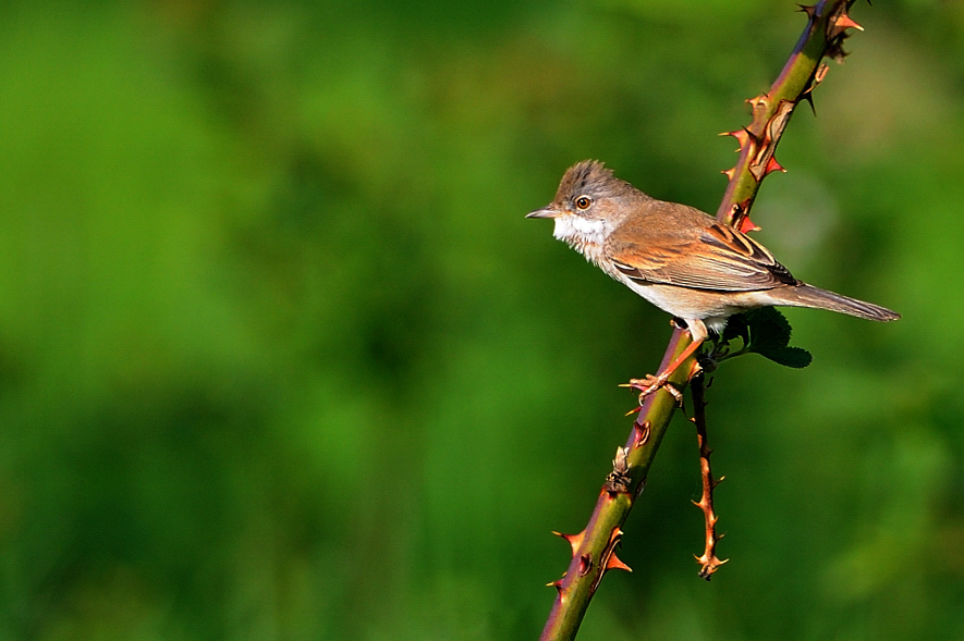 Dorngrasmücke (Sylvia communis)