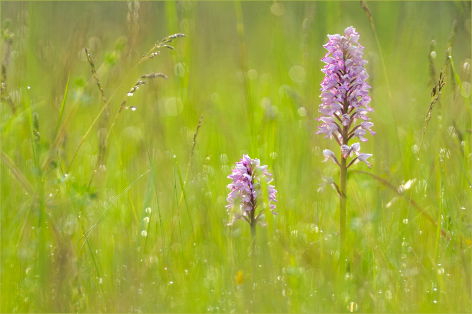 Orchideenwiese im Morgentau