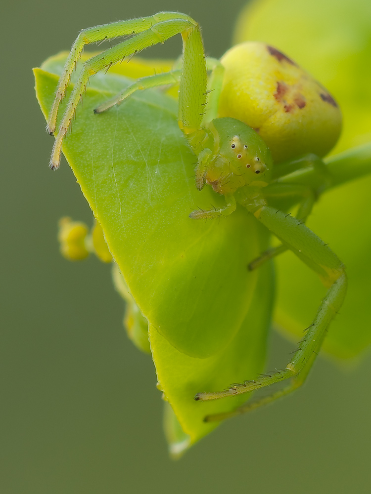  - image::Jörg_Wiltink_zypressenwolfsmilch_spinne_krabbenspinne