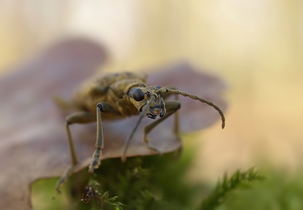 Rhagium mordax im Wald