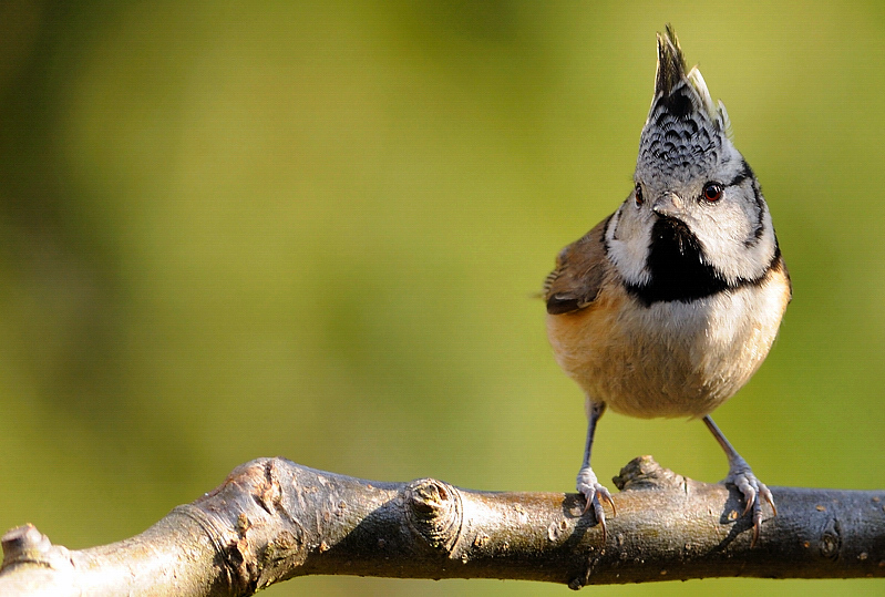 Haubenmeise (Parus Cristatus)