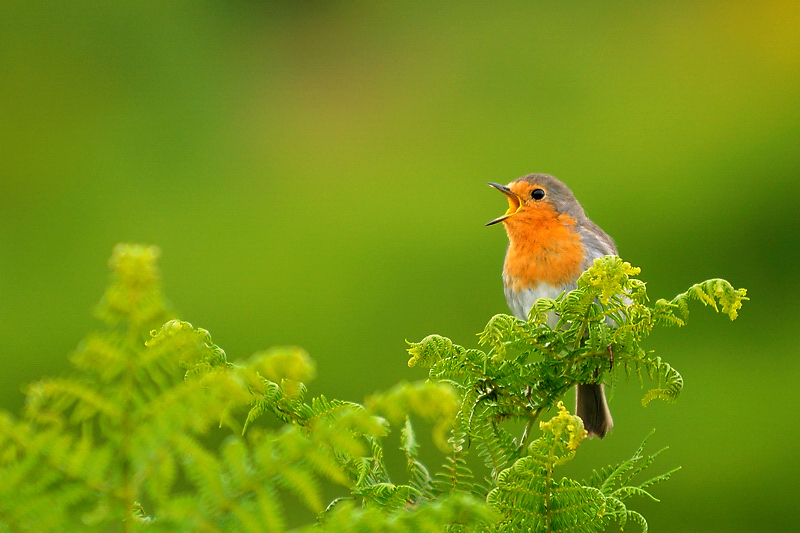 Rotkehlchen (Erithacus Rubecula)