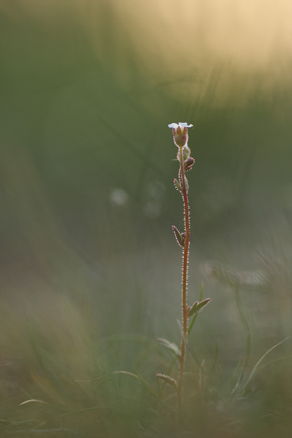 zarte Saxifraga