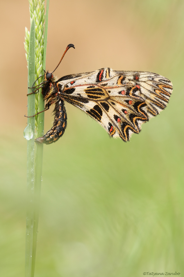 Osterluzeifalter III