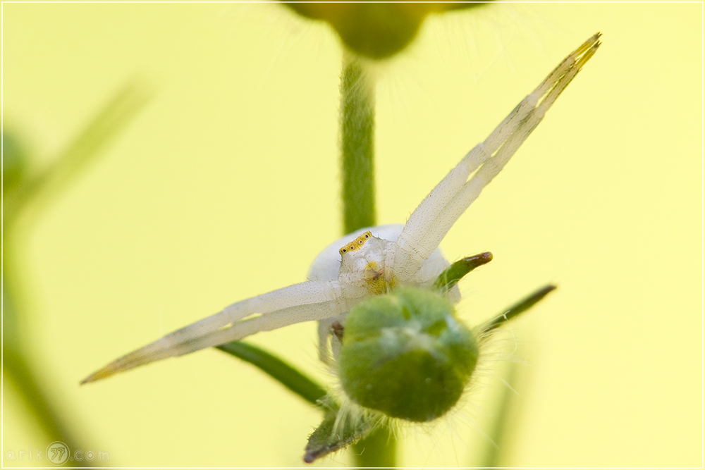 Veränderliche Krabbenspinne - Misumena vatia