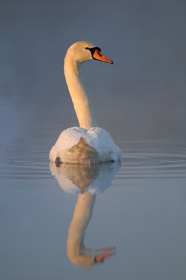 Schwan im Morgenlicht