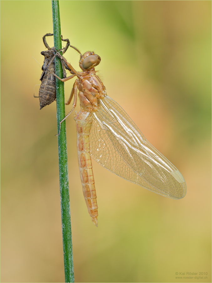 Kleiner Blaupfeil (Orthetrum coerulescens)